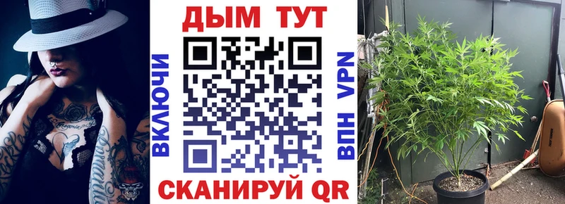 магазин    Дмитров  Шишки марихуана план 
